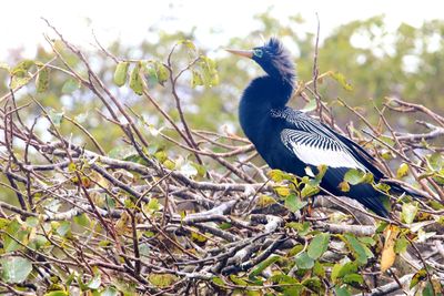 Close-up of a bird perching on branch