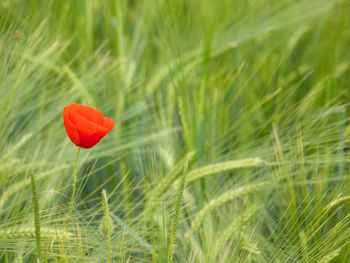 Close-up of red poppy flower on field