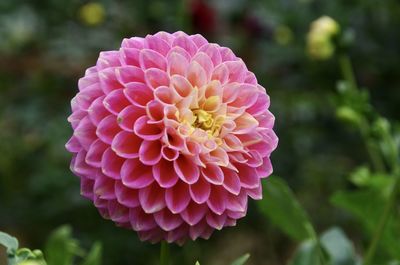 Close-up of pink dahlia flower