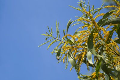 Low angle view of flowering plant against clear blue sky