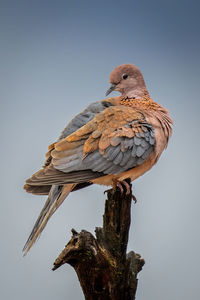 Emerald-spotted wood dove looks back from stump
