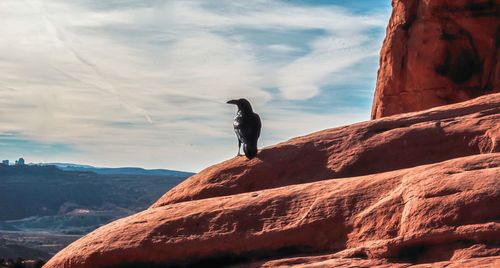 Close-up of crow on rock against sky