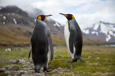 Penguins perching on field against mountains