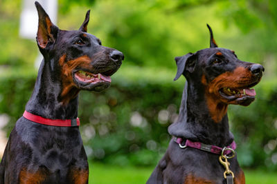 Close-up of a dog looking away