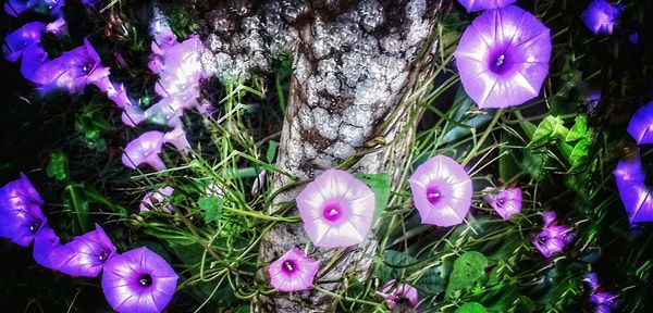 Close-up of purple flowers blooming in field