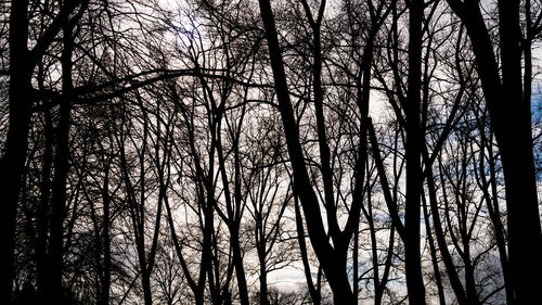 Low angle view of silhouette bare trees in forest