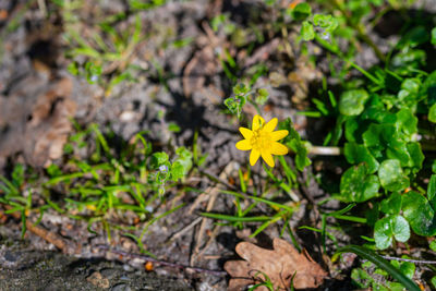 Close-up of yellow flowering plant on field