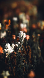 High angle view of flowering plant on field