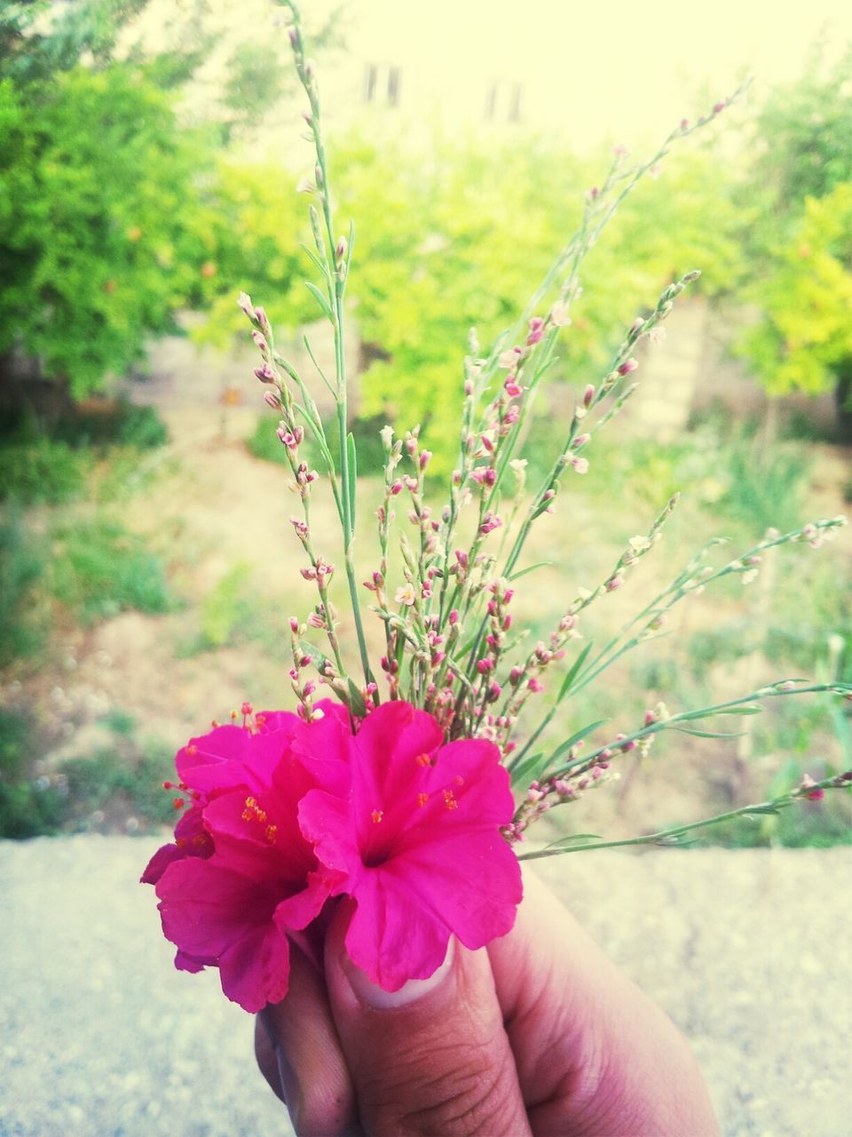 person, flower, holding, focus on foreground, part of, cropped, fragility, freshness, close-up, unrecognizable person, human finger, personal perspective, petal, nature, flower head, beauty in nature, lifestyles