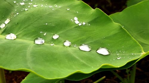 Macro shot of water drops on leaf