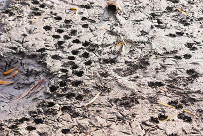 High angle view of a lizard on a field