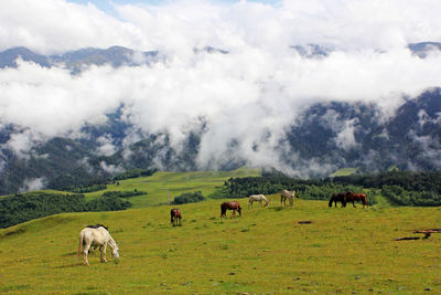 Horses grazing in a field