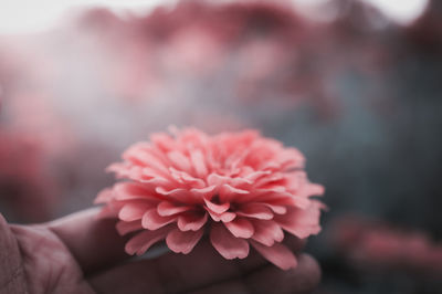 Close-up of hand holding pink flower