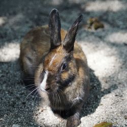 Close-up of an animal on land