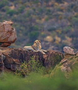 View of lizard on rock