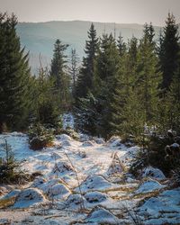 View of pine trees in forest during winter