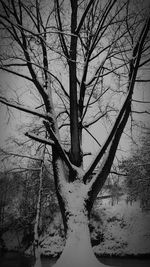 Bare tree by lake against sky during winter