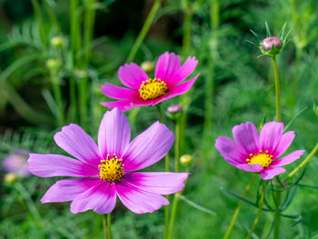 Close-up of pink cosmos flowers