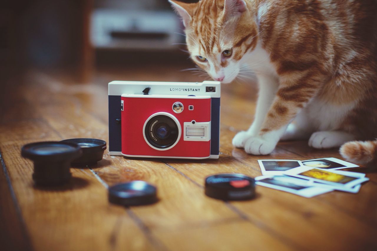 indoors, domestic animals, animal themes, pets, table, one animal, mammal, close-up, cat, domestic cat, communication, toy, wireless technology, selective focus, technology, home interior, feline, no people, wood - material, focus on foreground