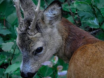 Close-up of an animal