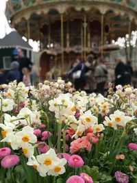 Close-up of flowering plants at market
