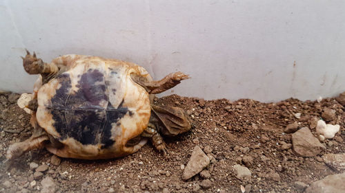 Close-up of crab on ground