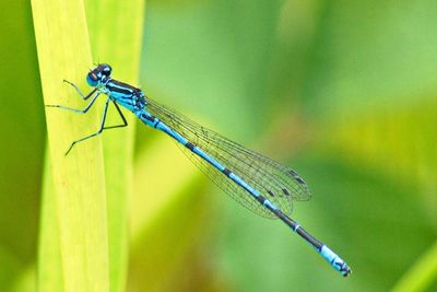 Close-up of dragonfly