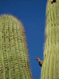 Close-up of fresh cactus against clear sky