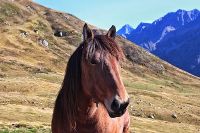 Close-up of horse on field against mountains