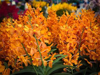 Close-up of orange flowers blooming outdoors