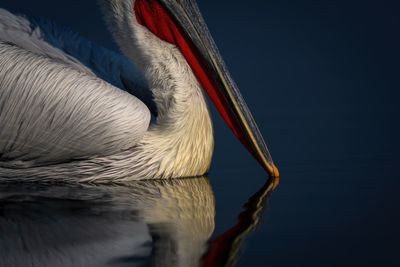 Close-up of dalmatian pelican beak touching water