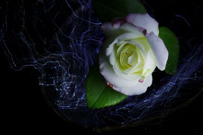 Close-up of rose plant