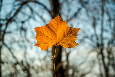 Close-up of maple leaf against sky