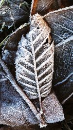 Close-up high angle view of leaf