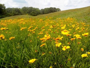 Yellow flowers growing in field