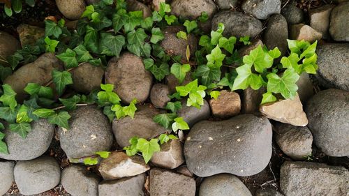 Plant growing on rocks