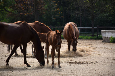 Horses standing in ranch