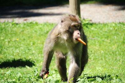 Monkey on a field