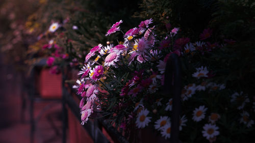 Close-up of purple flowering plants