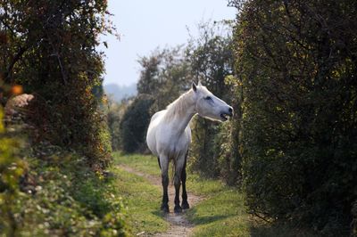 Horse standing in a field