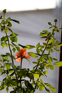 Low angle view of flowering plant