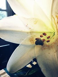 Close-up of lizard on flower