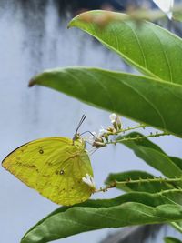 Close-up of butterfly on leaf