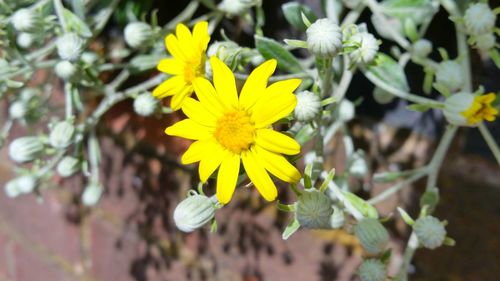 Close-up of yellow flower