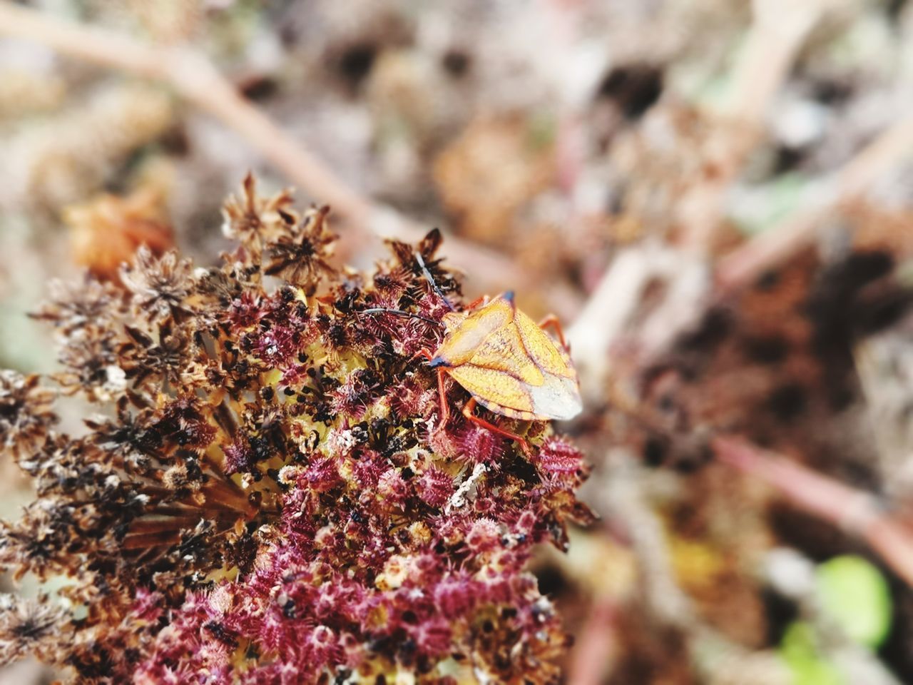 CLOSE-UP OF A DRY LEAVES