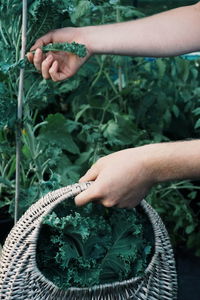 Cropped hands of woman holding basket while picking kale at vegetable garden