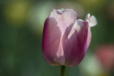 Close-up of pink flower bud