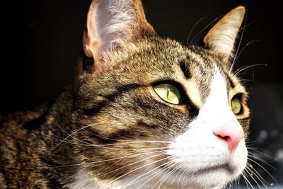 Close-up of a cat looking away