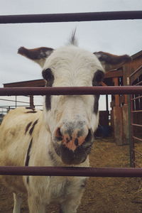 Front view of a donkey behind bars