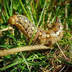 Close-up of snail on ground